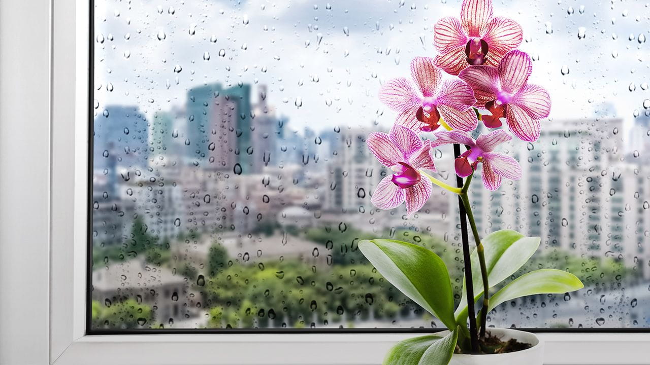 一块挂着雨滴的窗玻璃前的桃红色兰花